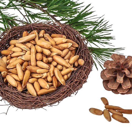 Pine Nuts (Chalgooza) From Bannu